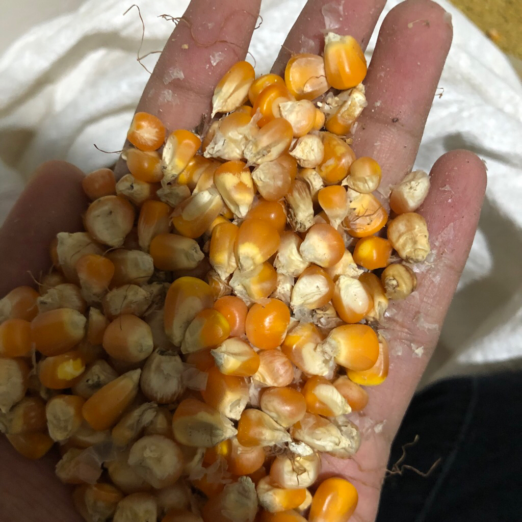 Jagung pakan ayam 1kg