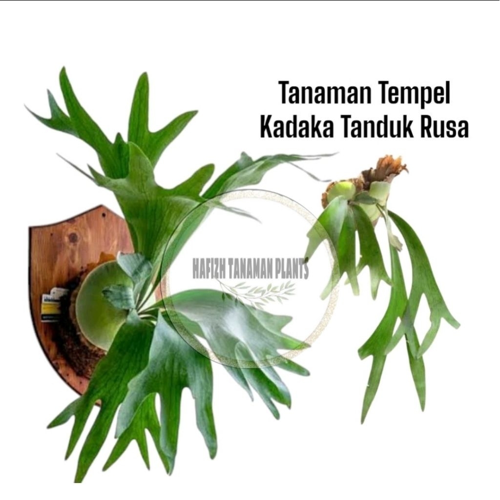 Tanaman Hias Kadaka Tanduk Rusa - Kadaka Tanduk Rusa Tanaman Hidup-,Bunga Hidup Murah Bunga Hiasan r