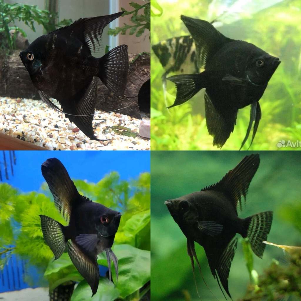 [Chan Aquatic] Ikan Hias Manfish Black Size S Ikan Pemakan Kutu Koki