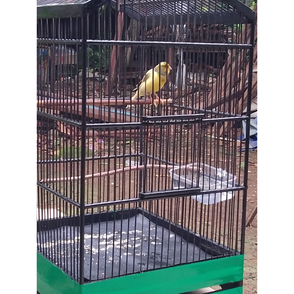 kenari seri af gacor