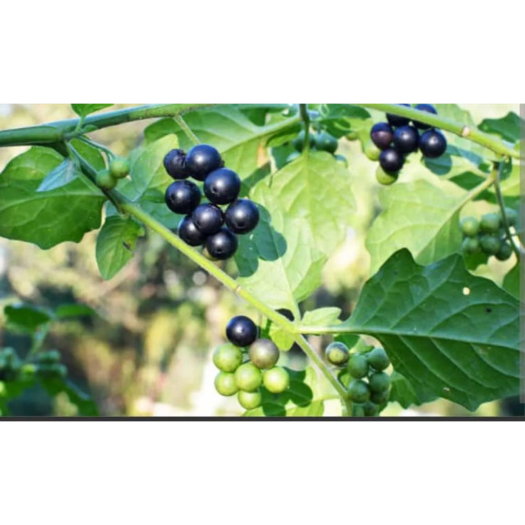 Leunca Ranti- benih Leunca Ranti isi 15 butir