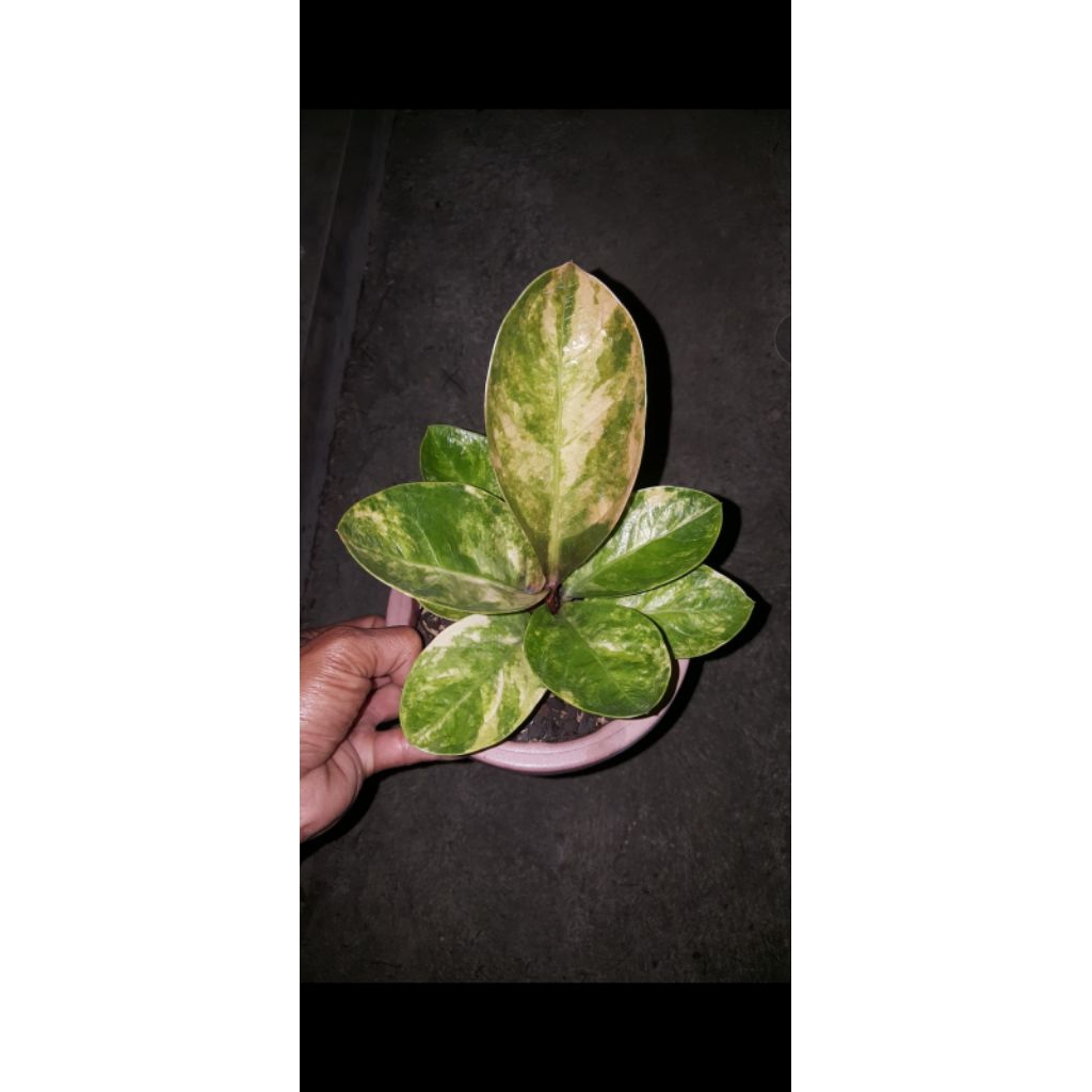 Anthurium Jemani Mangkok Variegata