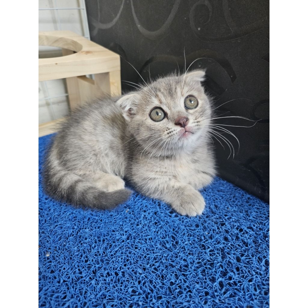kucing gaelic munchkin british shorthair