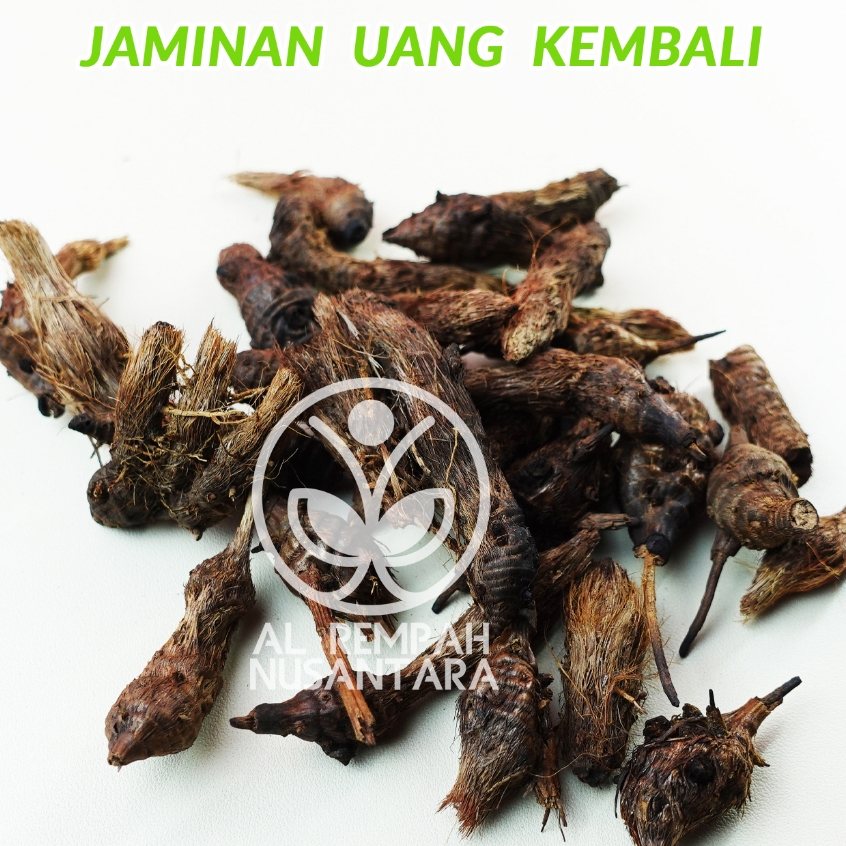 Umbi Suket Teki Kering 1kg Rumput Teki / Umbi Manggata Liar