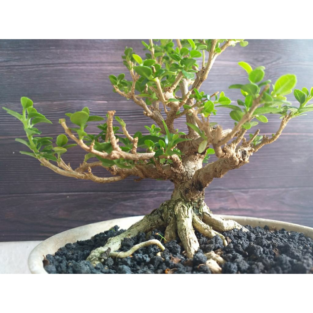 Bonsai sancang mame prokar bahan bonsai sancang
