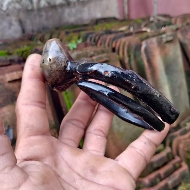 akar bahar hitam bonggol