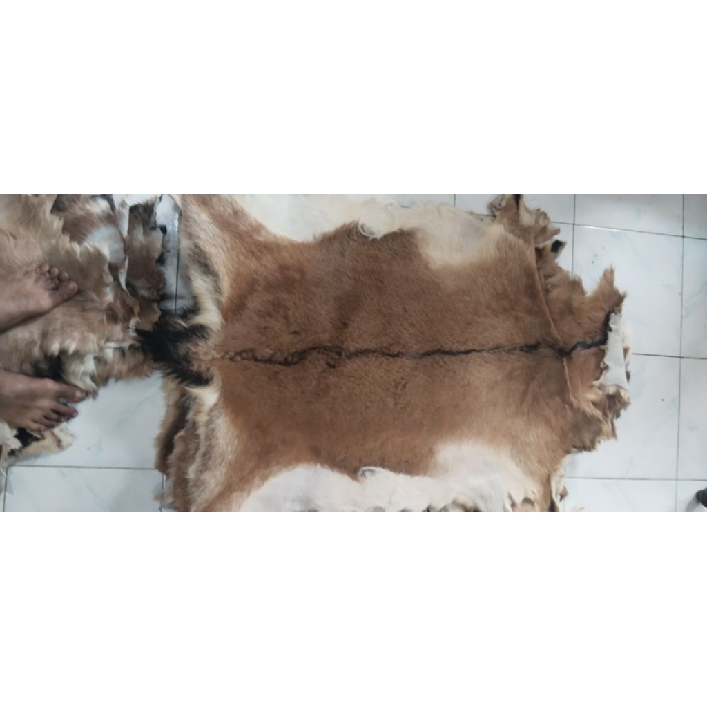 kulit kambing 1lusin /12pcs kulit kering sudah olahan 60x80