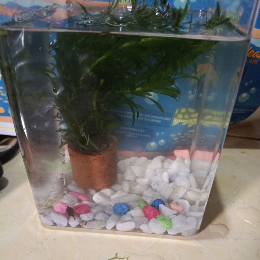 Hydrila pot tanaman aquarium aquascape