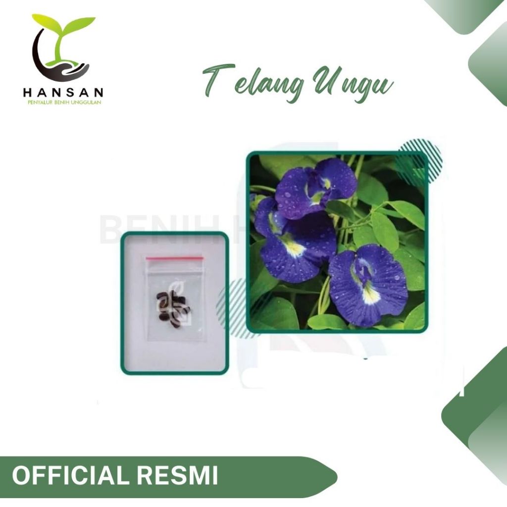 10 Bibit Bunga Telang Ungu Benih Tanaman Bunga Telang Non Tumpuk Mudah