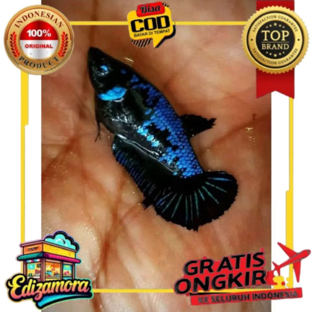 {COD} INDUKAN TOP GRADE IKAN HIAS CUPANG HMPK SIAP KAWIN WARNA RANDOM