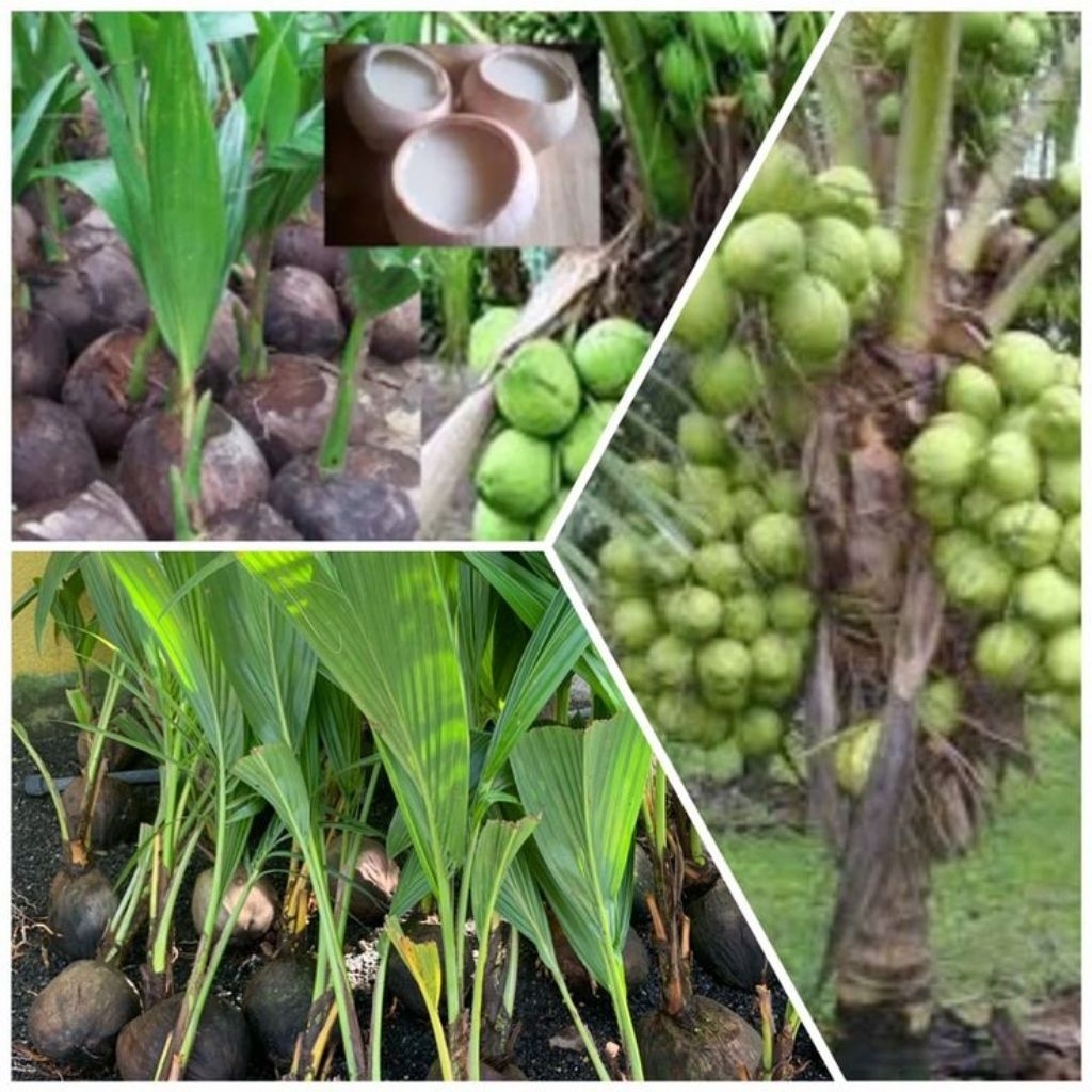 Bibit Kelapa  Genjah Entog - Cepat Berbuah, Daging Tebal, Buah Besar