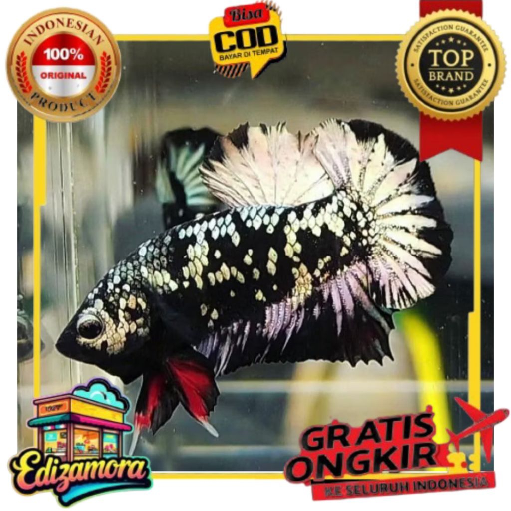 {COD} AVATAR COPPER GOLD TOP GRADE IKAN HIAS CUPANG AVATAR COPPER GOLD