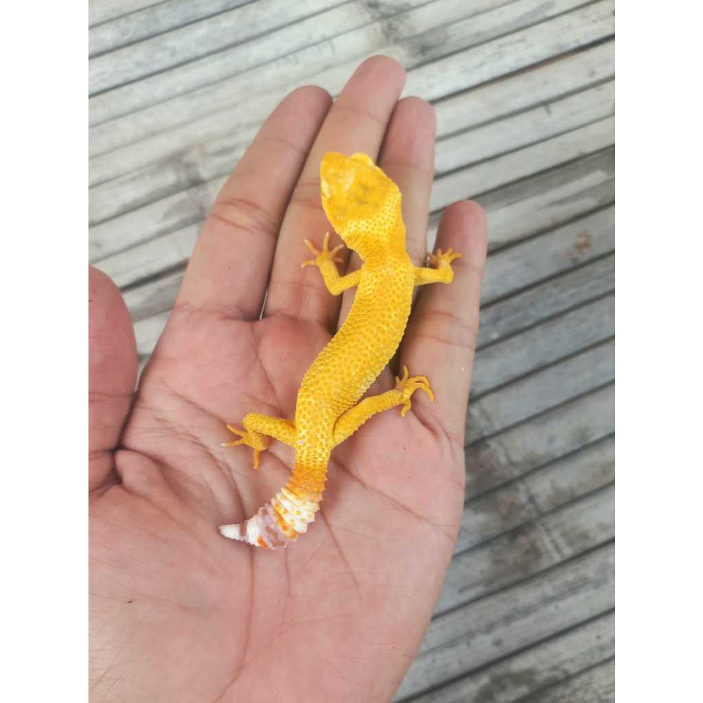 MAINAN GECKO TREMPER LF