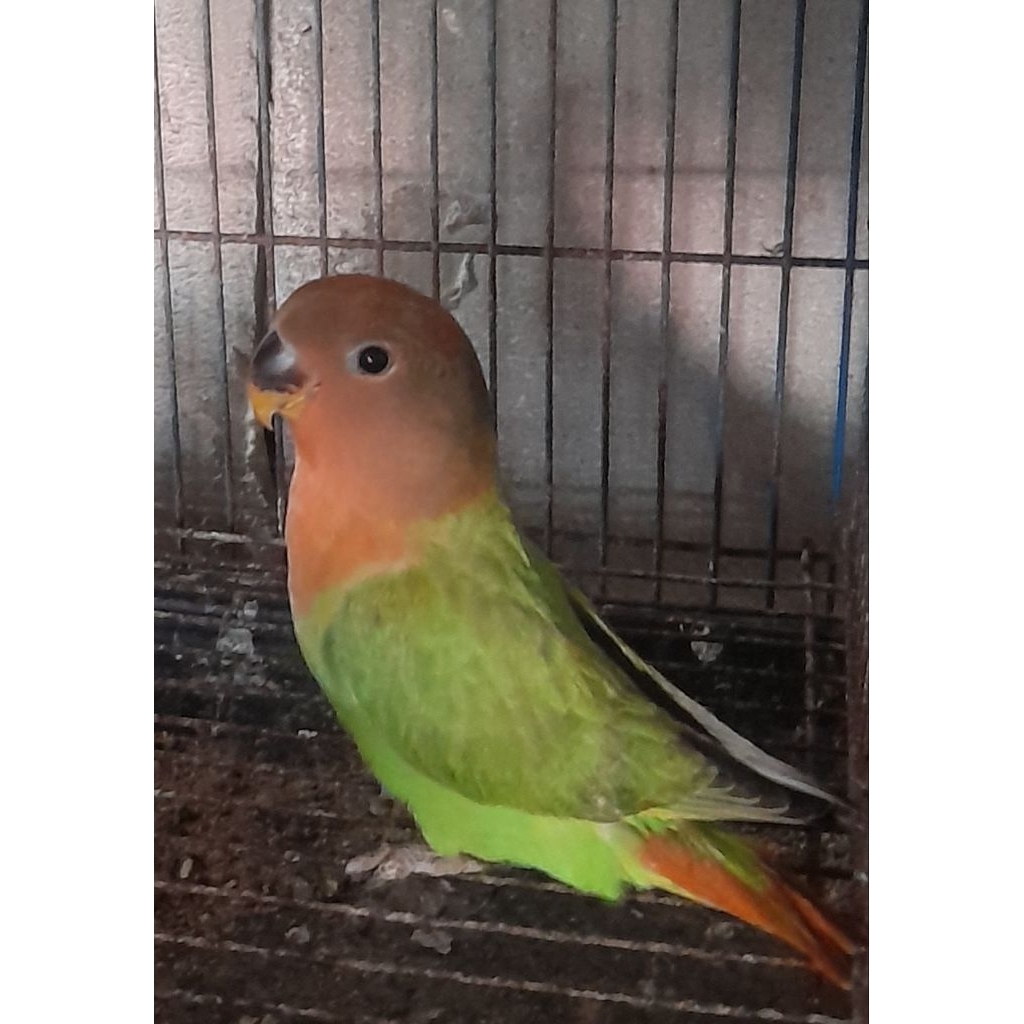 BURUNG LOVEBIRD NK PAUD satuan