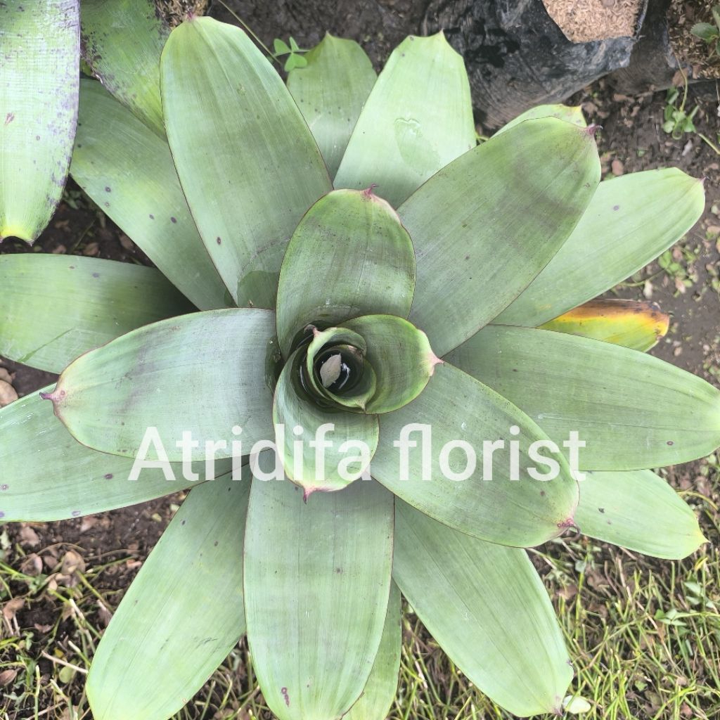 Bromelia Giant Merah Besar - tanaman hias bromelia jayen merah