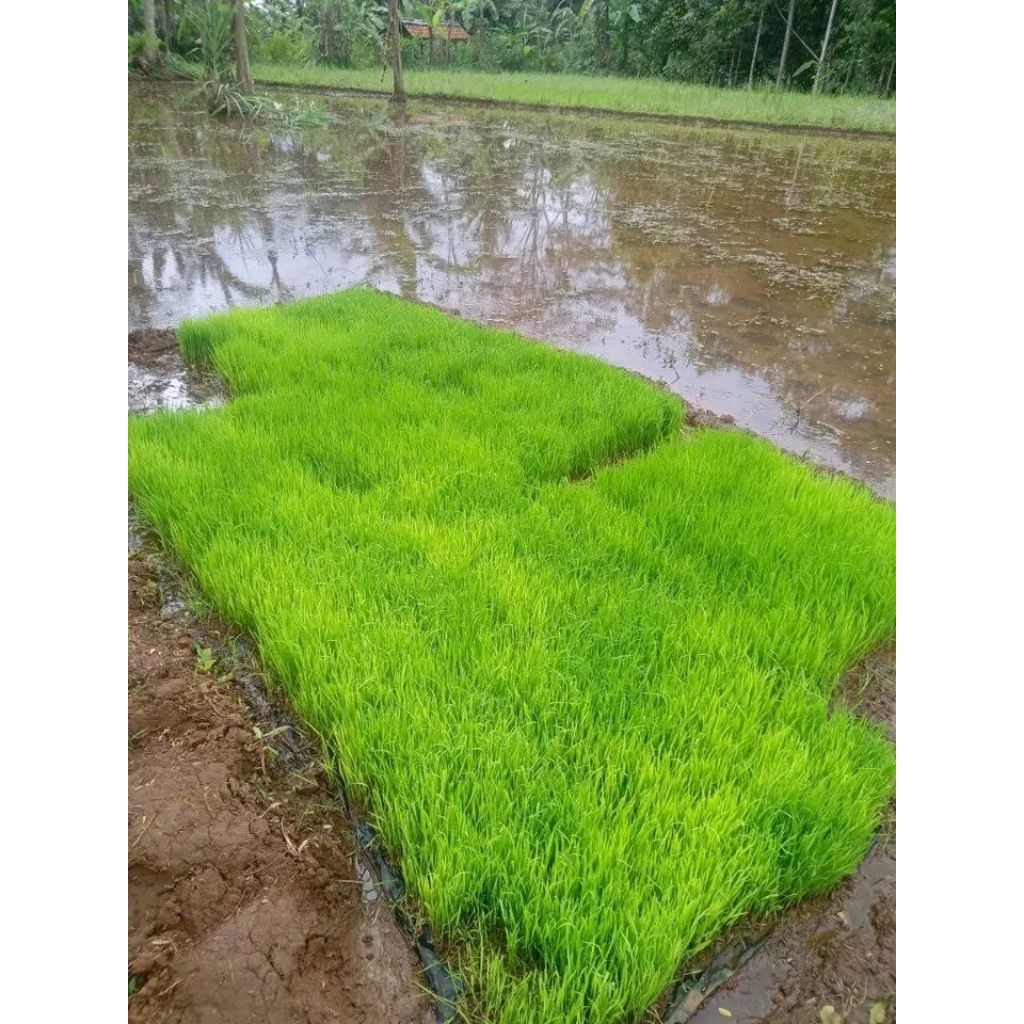 bibit padi siap tanam padi ci herang/mekongga periket