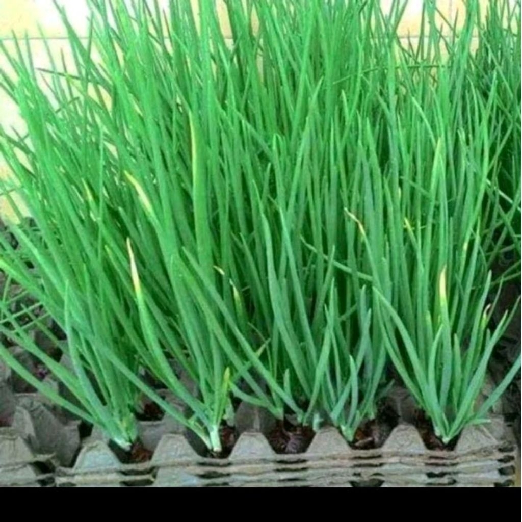 Biji Benih daun bawang blaze