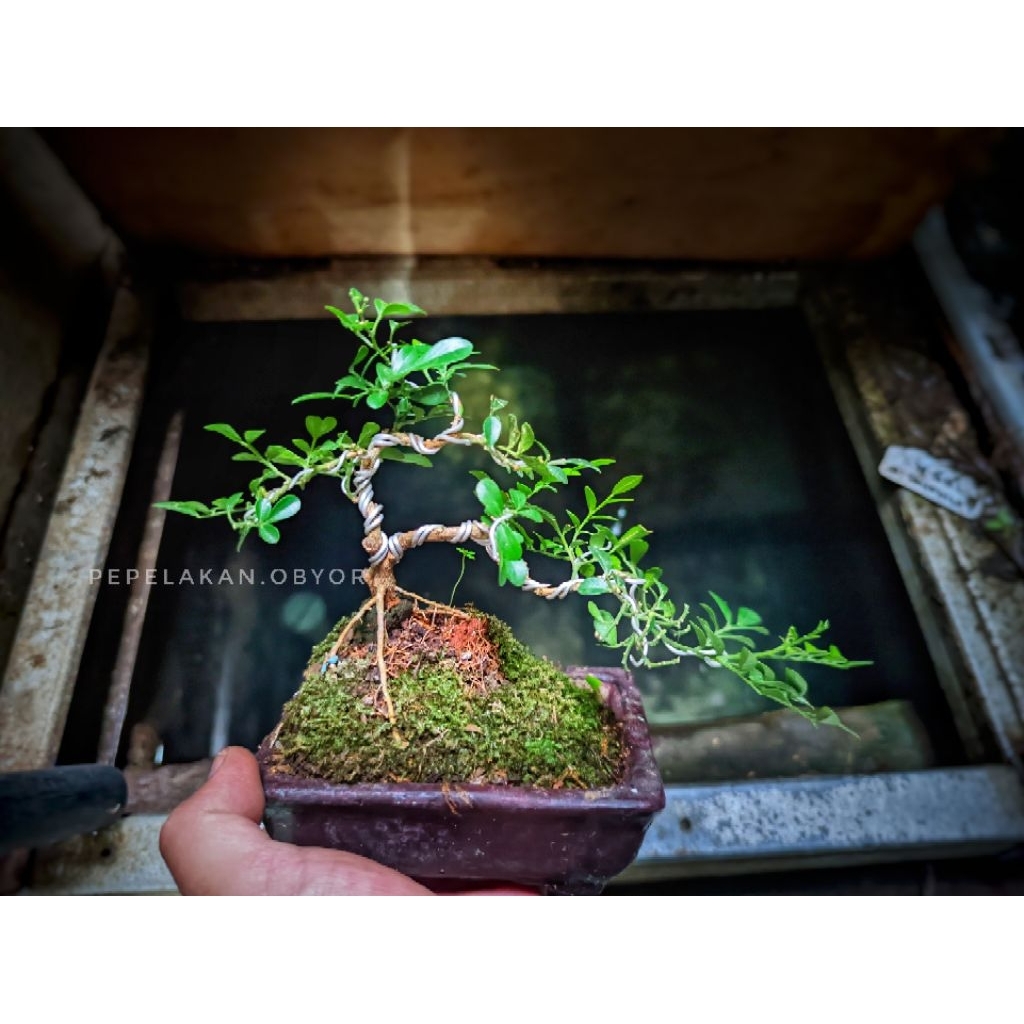 Bonsai Mini Mame Kemuning Micro REALPICT sudah berkarakter dan dikirim disertakan pot bonsai