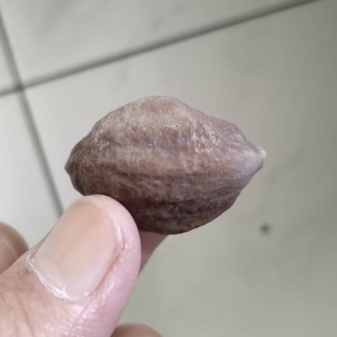 Kemiri Adu Muncang Adu Nyonyo ZT Ori Tua Jatuhan