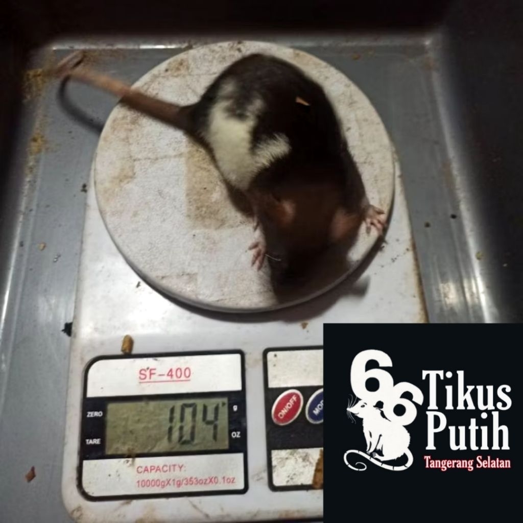 tikus putih rat medium