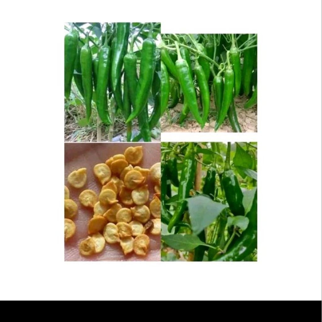 Biji benih cabe hijau besar