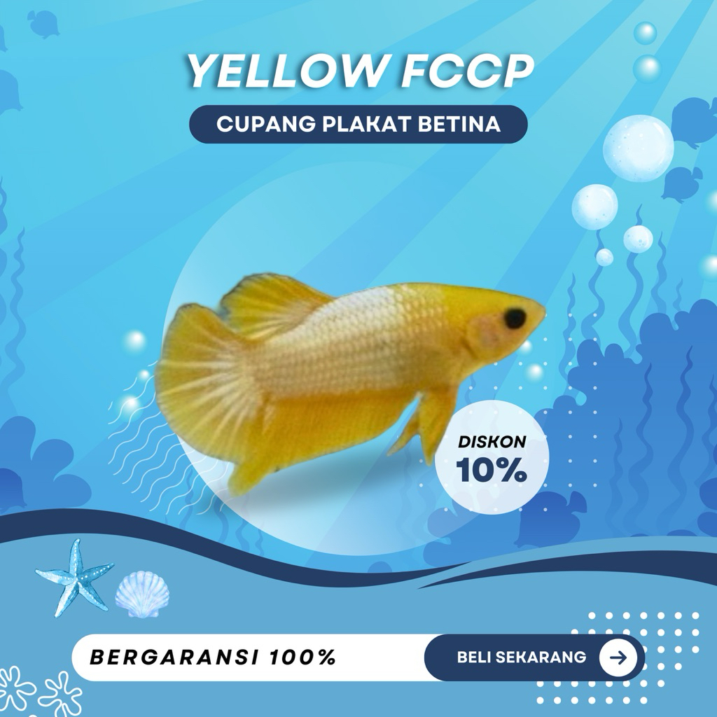 [BETINA PK] Cupang Yellow Fccp | TOP GRADE | BEST GRADE | BESTSELLER | AQUARIUM| MURAH | M+
