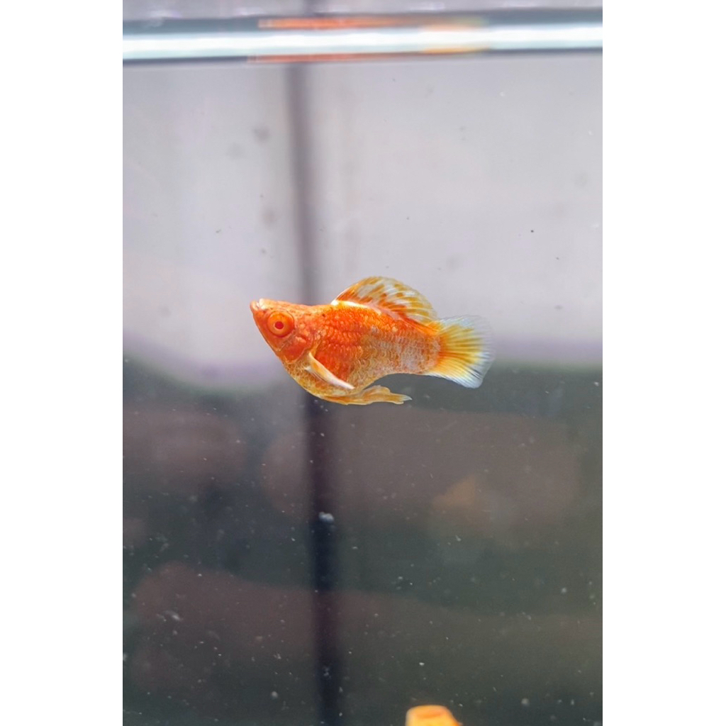 MOLLY ALBINO YELLOW SAKURA RONDTAIL HIASAN AQUARIUM