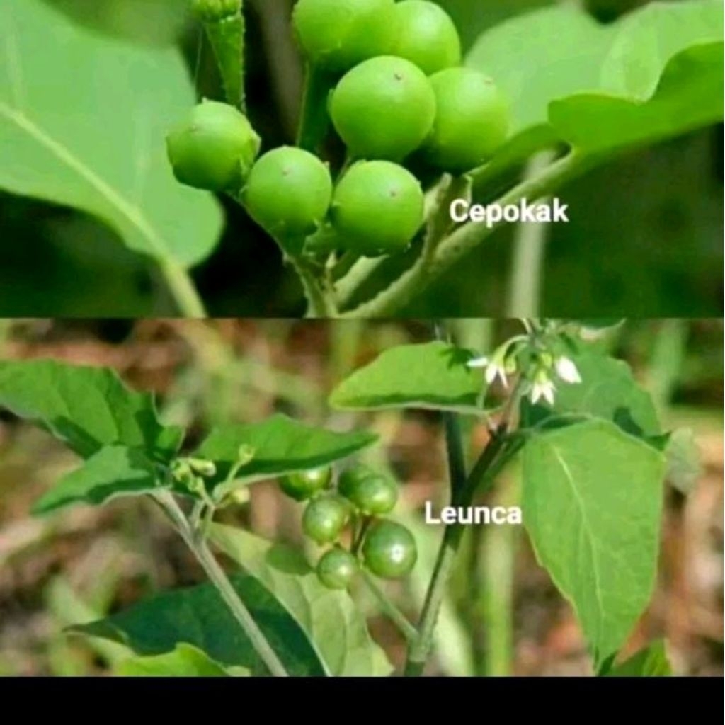 Biji benih leunca | terong pipit