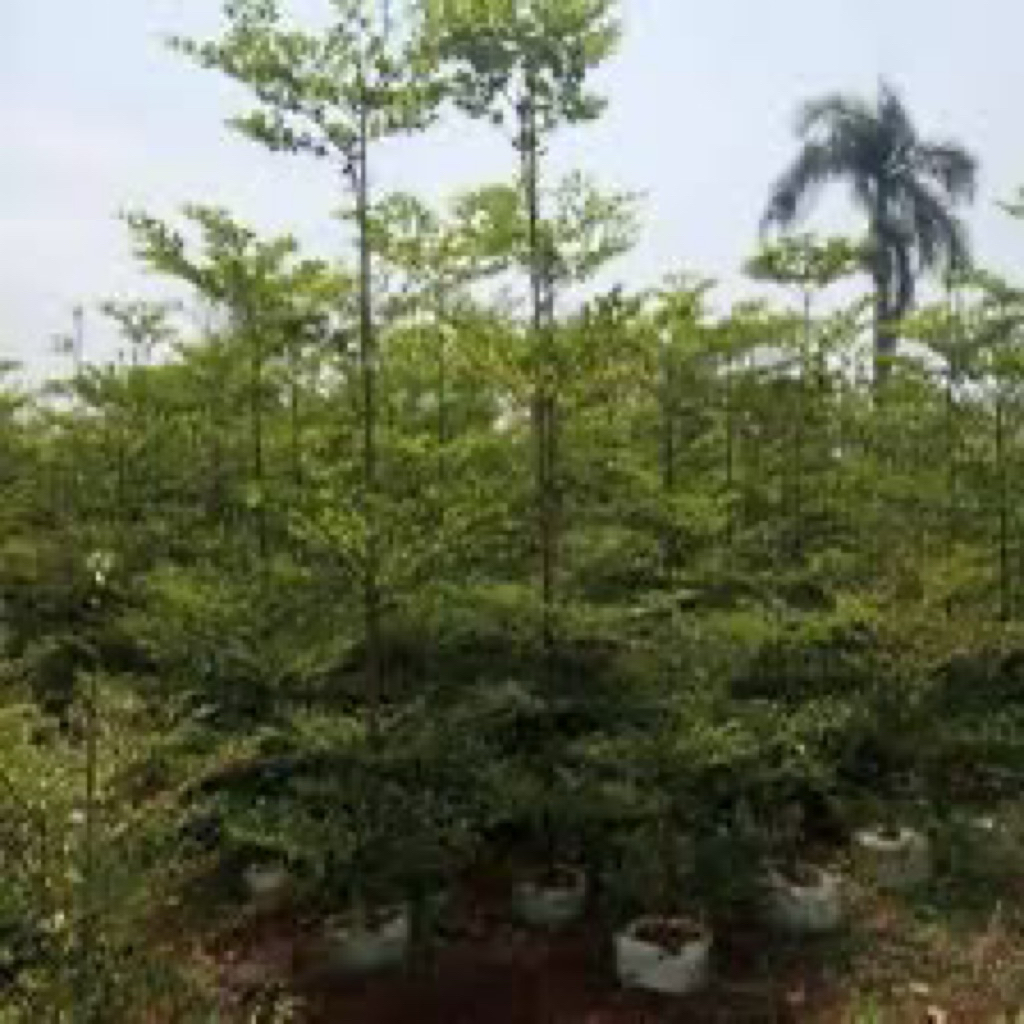 tanaman hias tapang kencana 2meter