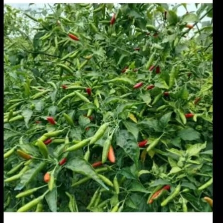 Benih Cabai Rawit Hijau Liwa - Cabe Rawit Padang, Cabe Rawit Setan Sniper, Ori212, tinggi bisa 2 met