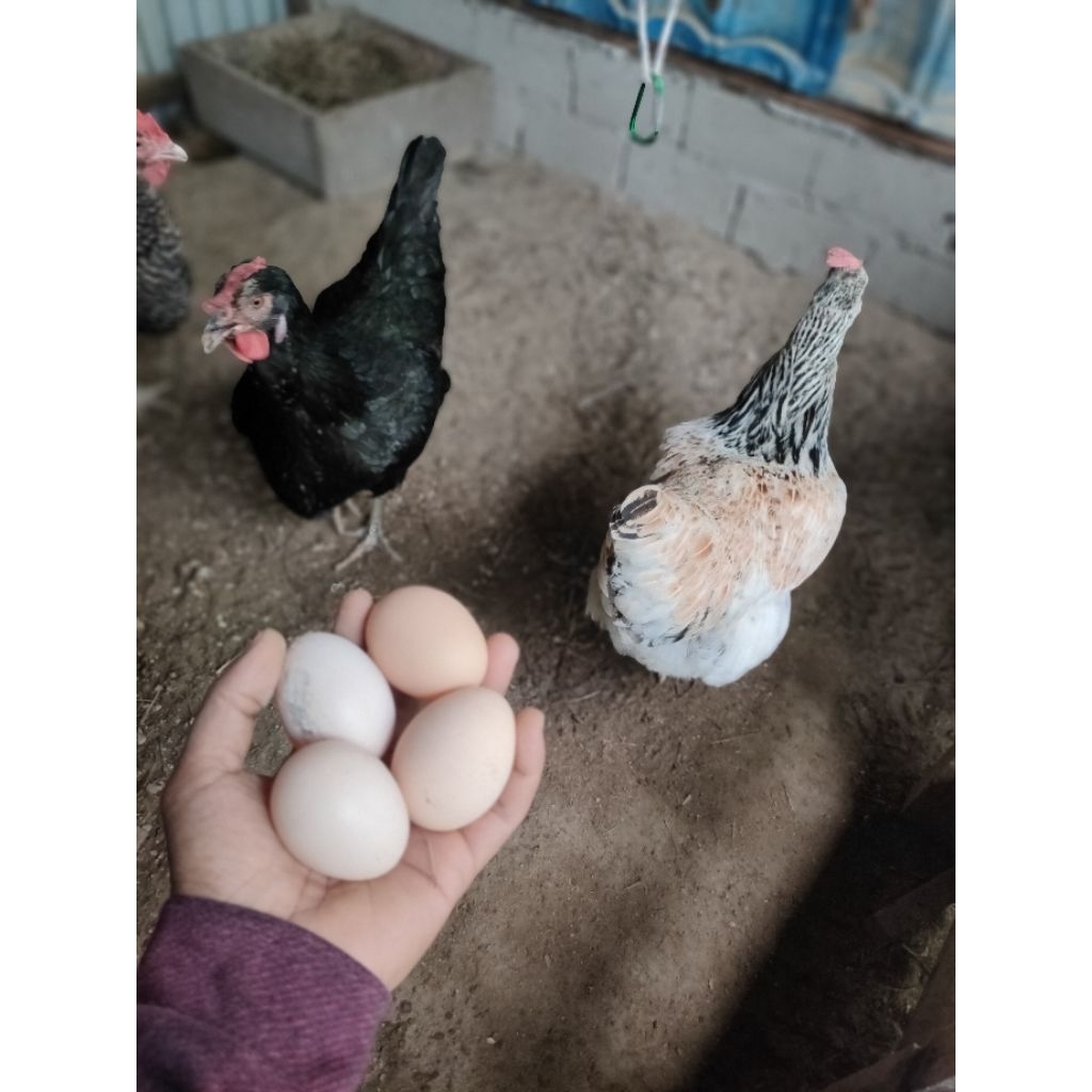 Telur Fertil Ayam Black Permud 3 (BP3)