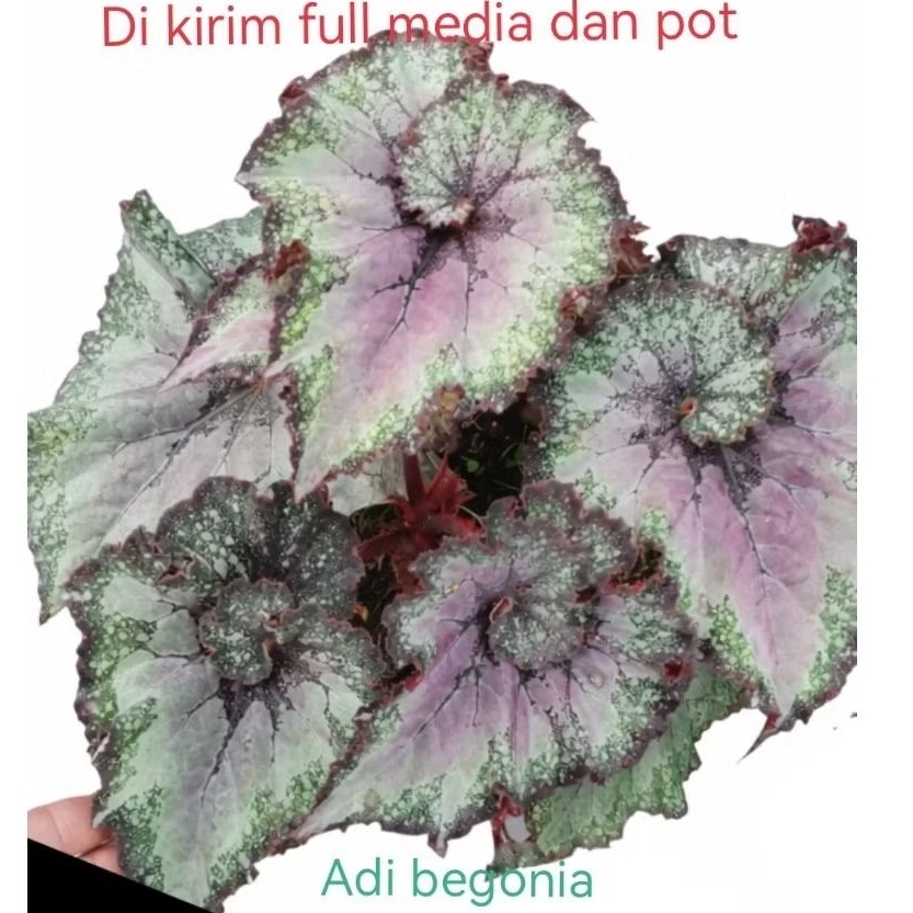 BEGONIA bibit tanaman hias begonia keong violet di kirim full media dan pot hitam uk17