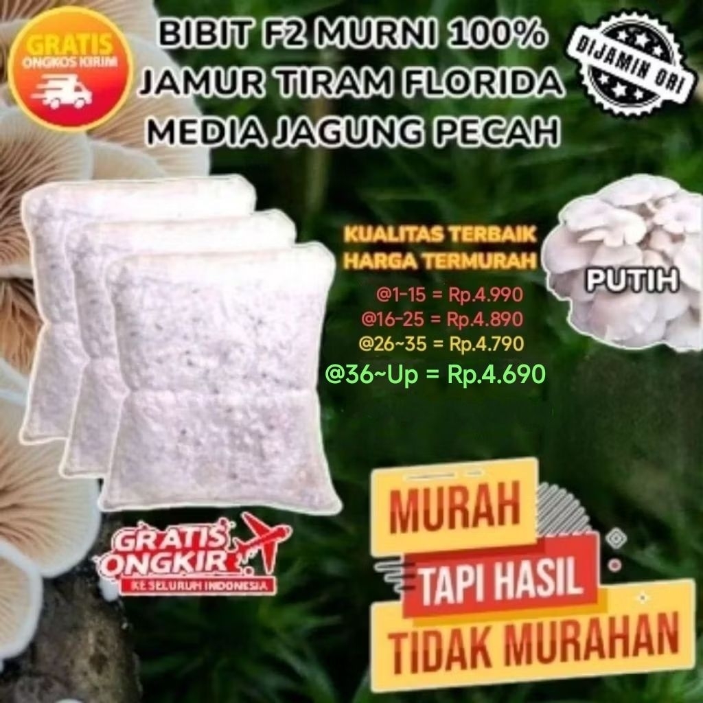 Bibit Jamur Tiram F2