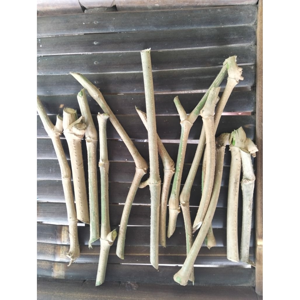 batang stek trichantera gigantea