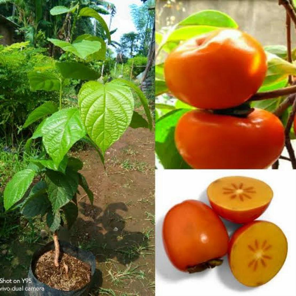 BIBIT TANAMAN BUAH KESEMEK IMPORT