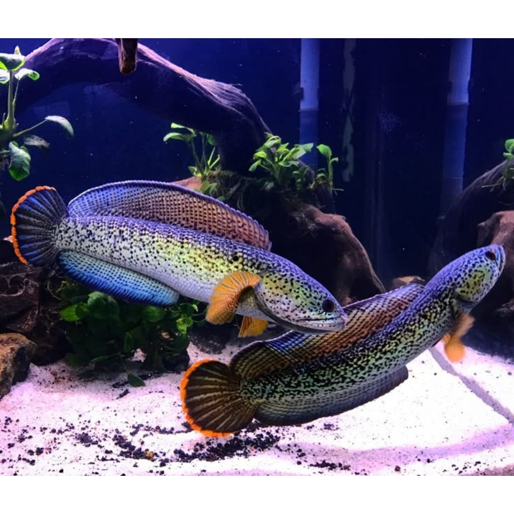 chana barca isi 10 spek gondrong size 3-6cm