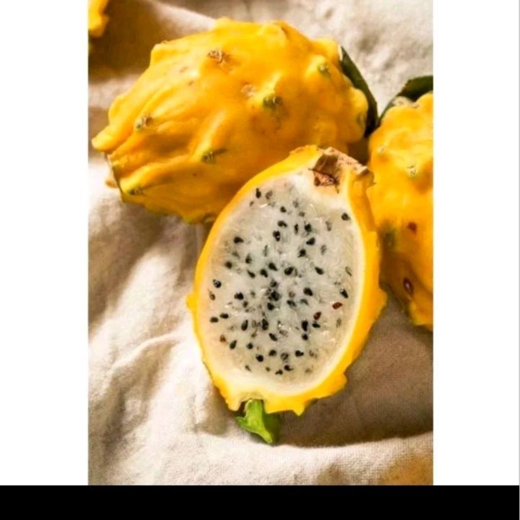 Biji benih buah naga kuning
