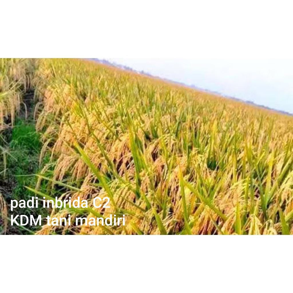 BIBIT PADI INBRIDA C2 KEMASAN 1 KG BENIH PADI UNGGUL