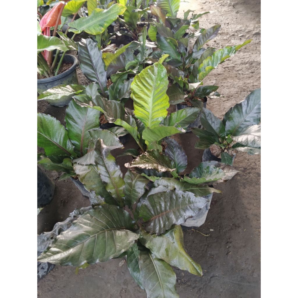 anturium Hukery black