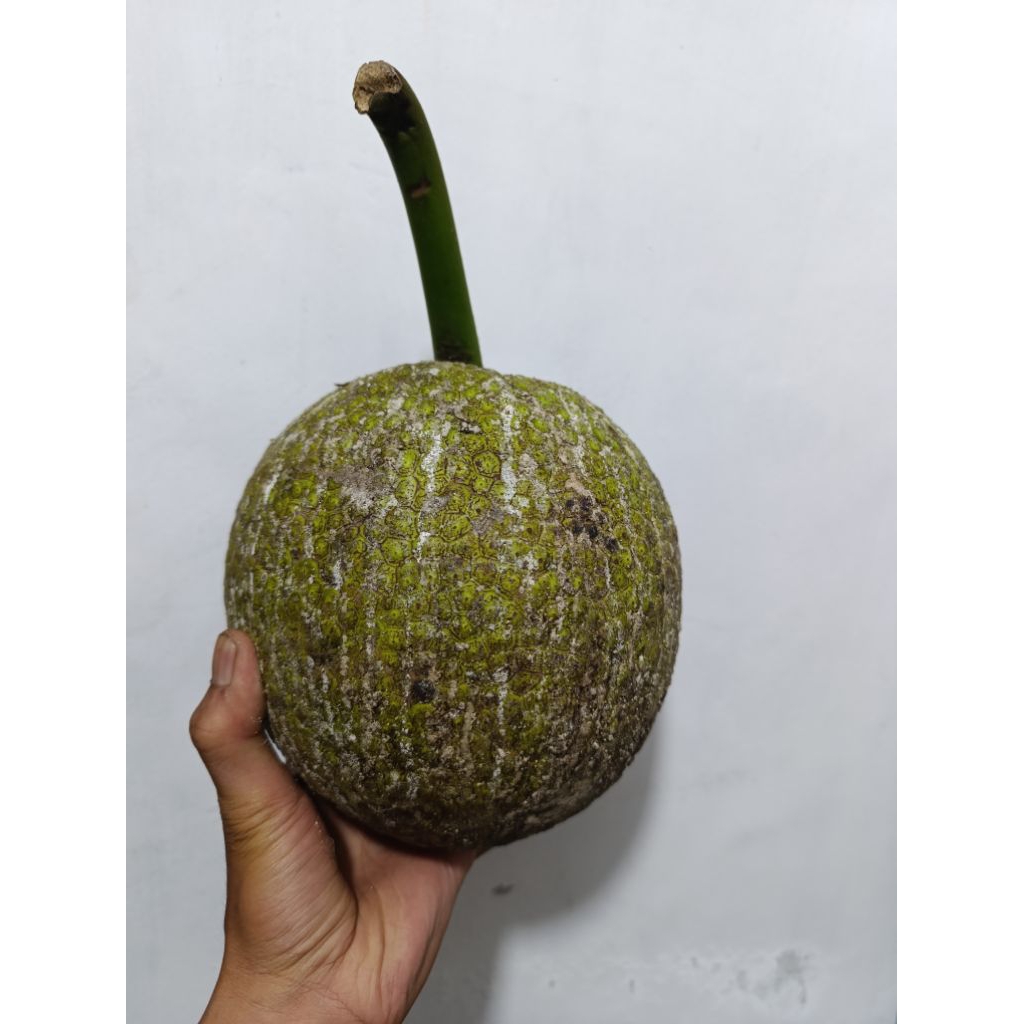 Sukun Mentega Super Besar 1kg - Siap Goreng, Segar, Tidak Lembek