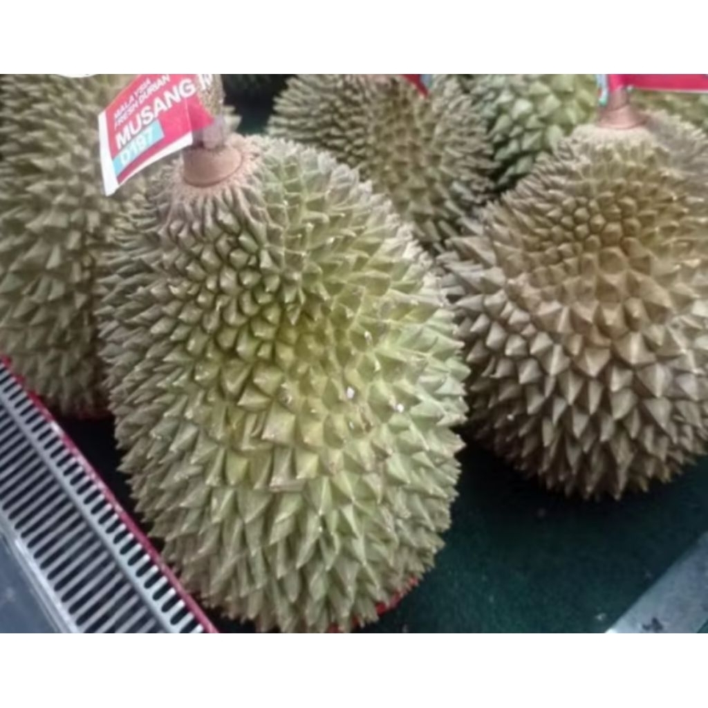 Durian Musang King Fresh Utuh jumbo pahang Malaysia 3.2 kg