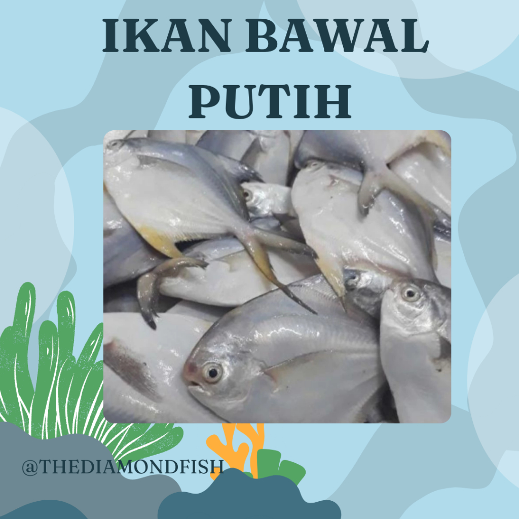 Ikan Bawal Putih 1 Kg Ikan Bawal Putih Segar Ikan Bawal Laut