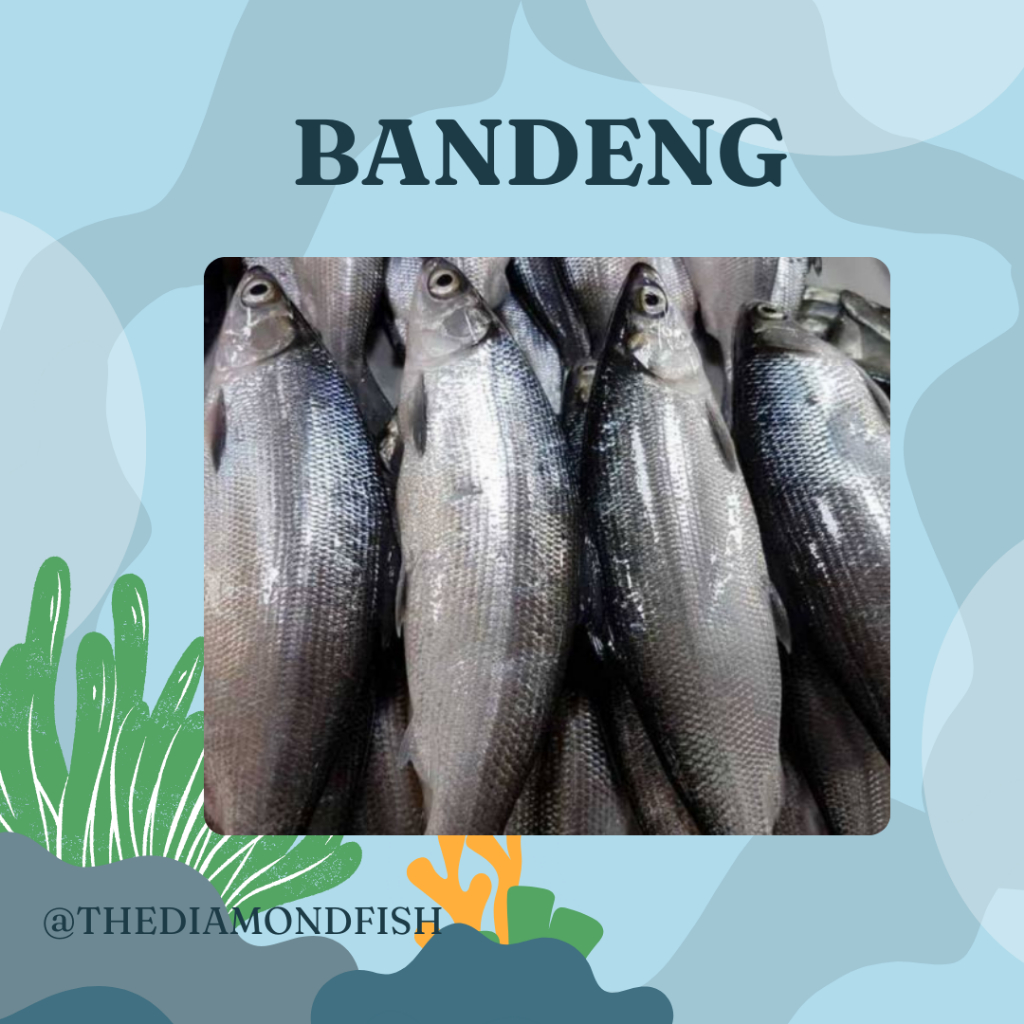 Ikan Bandeng Segar Ikan Bandeng 1Kg