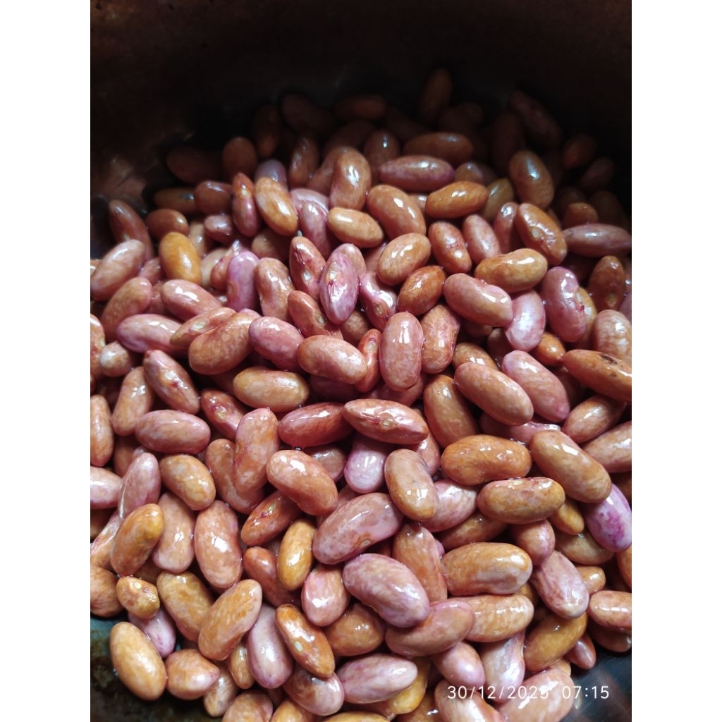 KACANG MERAH / KACANG JOGO ( KACANG BEREUM) SEGAR BERKUALITAS