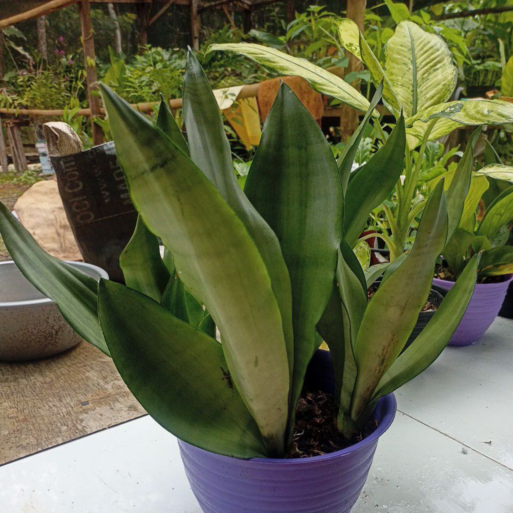 tanaman hias lidar mertua