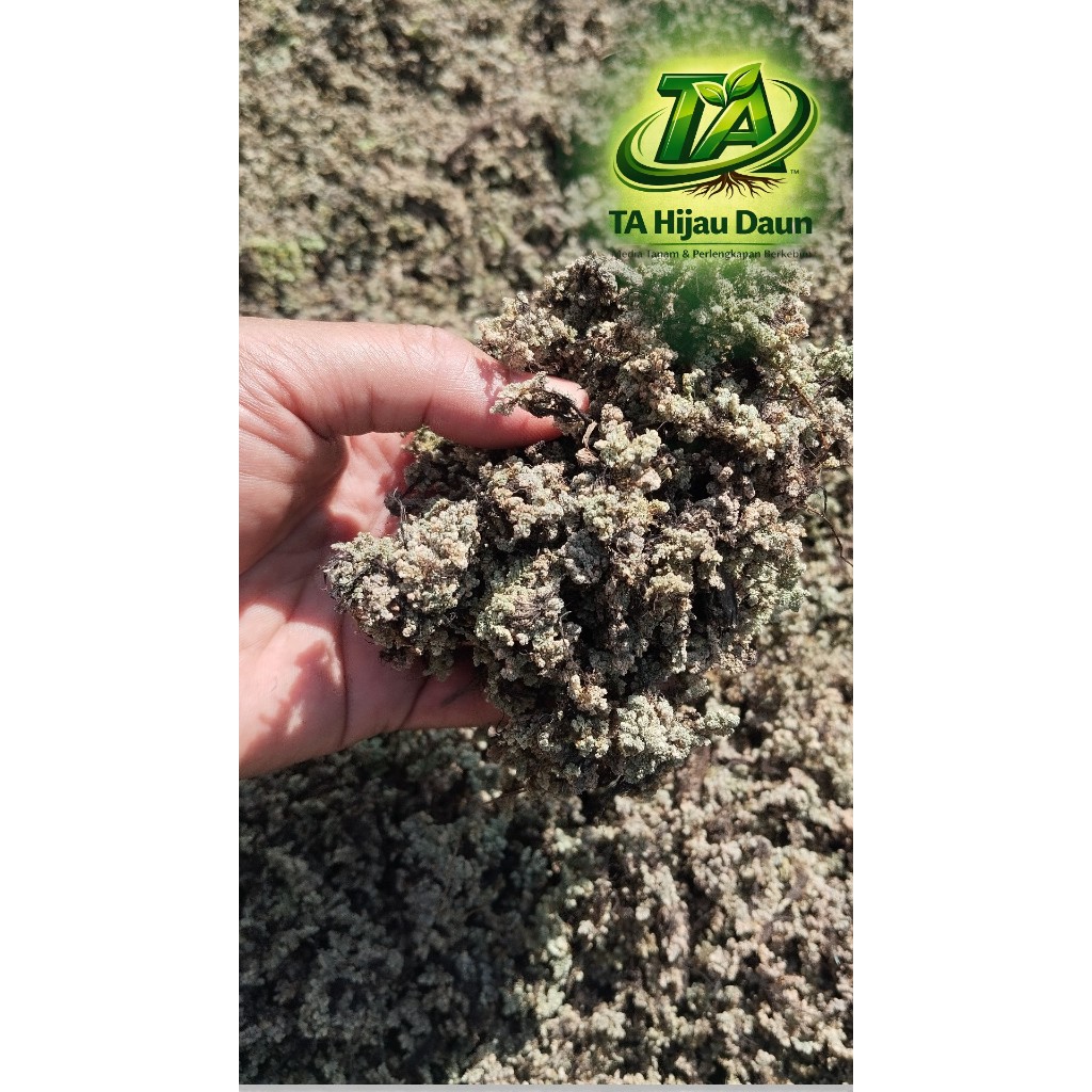 AZOLLA KERING – Spora Azolla Microphylla 100 Gram | Pakan Ikan Alami Bernutrisi