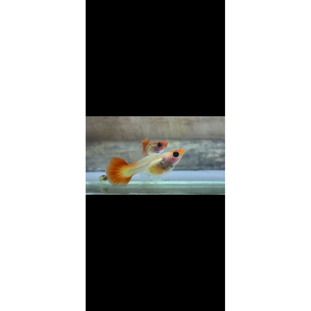 Asesoris Aquarium Blonde koi