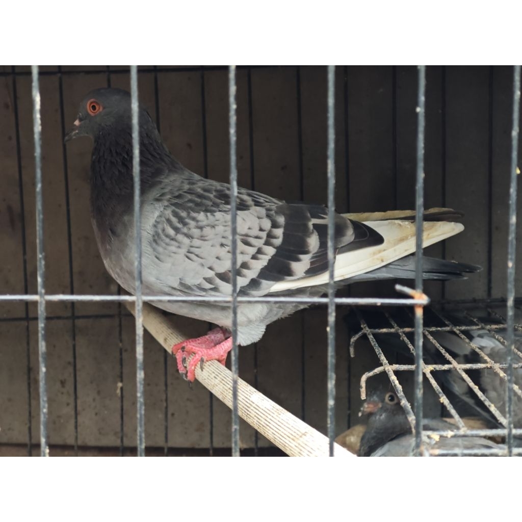 burung merpati burung dara betina random