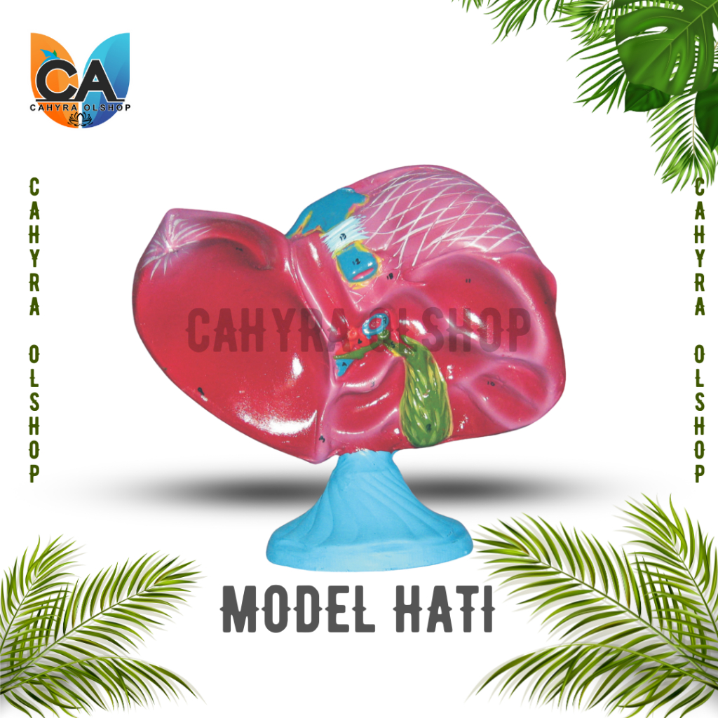 Cahyra Olshop - Anatomi Manusia Model Hati