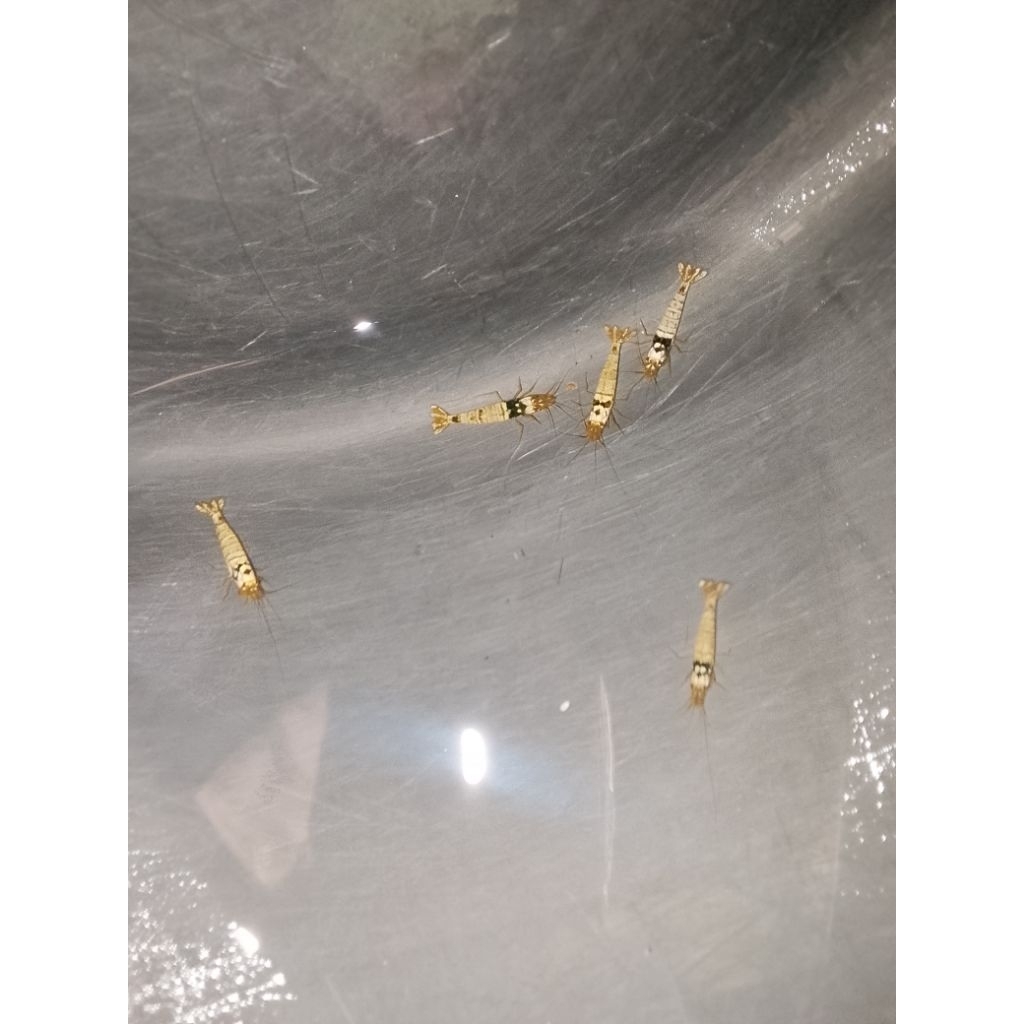 udang hiyas blacek musura hiyasan akuwariyum